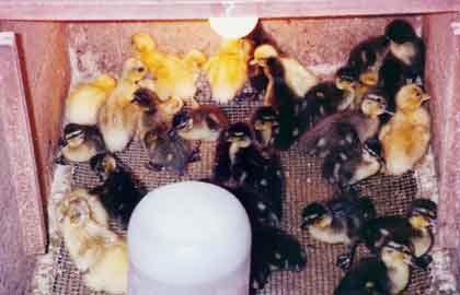Dayold ducklings Dayold ducklings